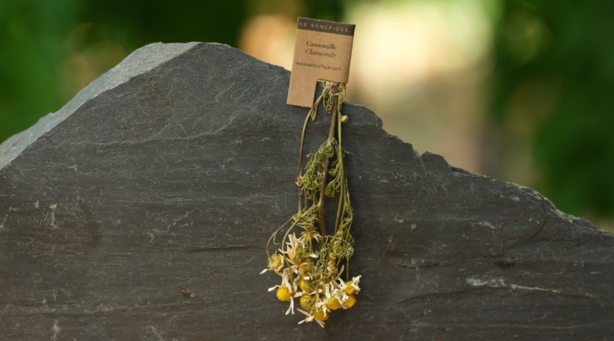 Le Bénéfique : les infusions aux vertus 100% naturelles