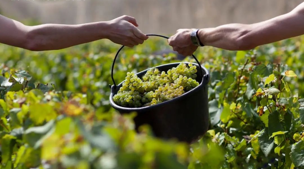 Divineo, les vins métissés entre Bourgogne et Languedoc