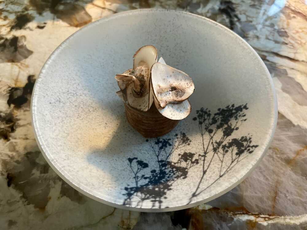 Yann Maget champignons