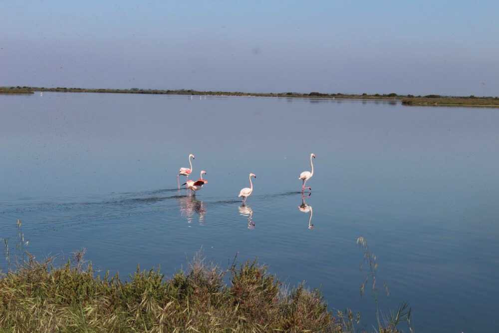 Salin d’Aigues-Mortes flamands