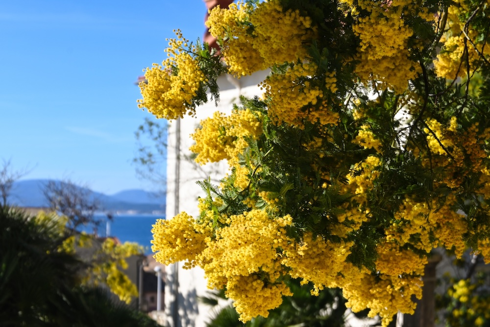 sainte-maxime mimosa