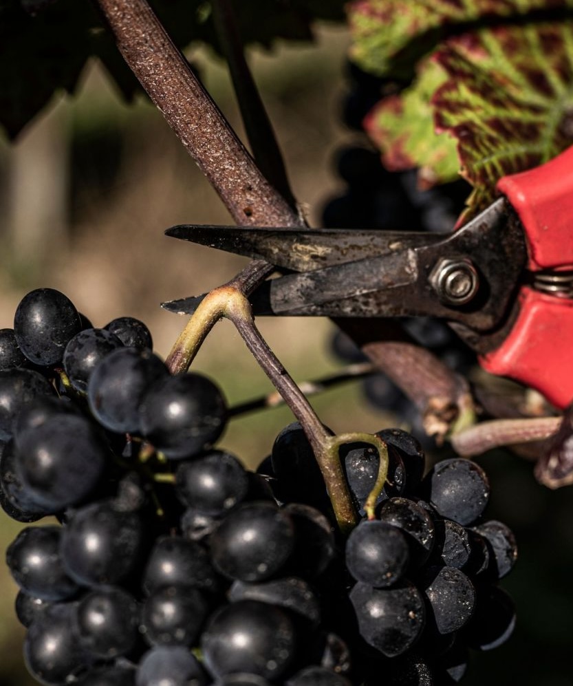 agriculture biodynamique raisin