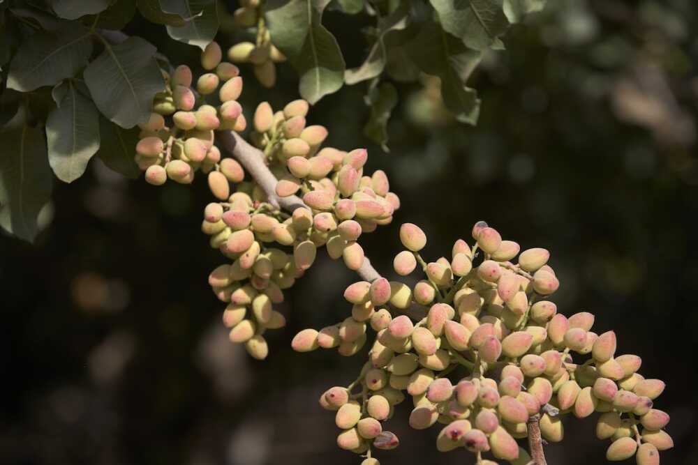 pistache grappe