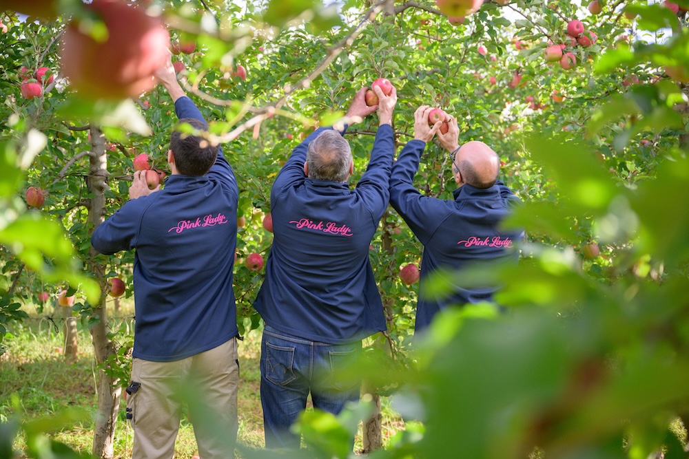 Pomme Pink Lady : producteurs