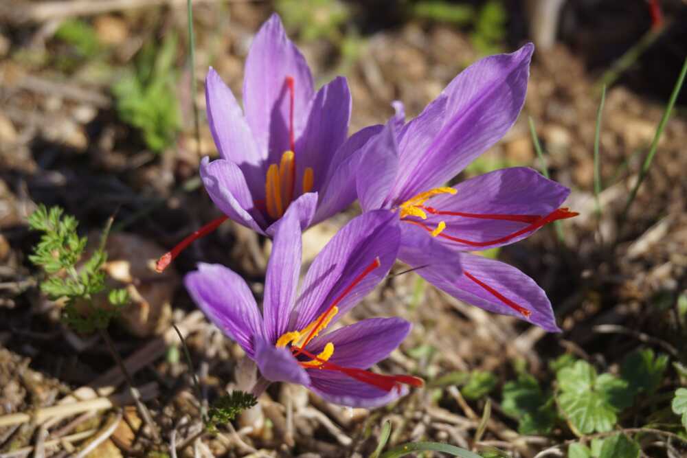 safran fleurs