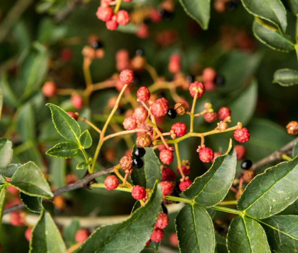 la caravelle verte plantes