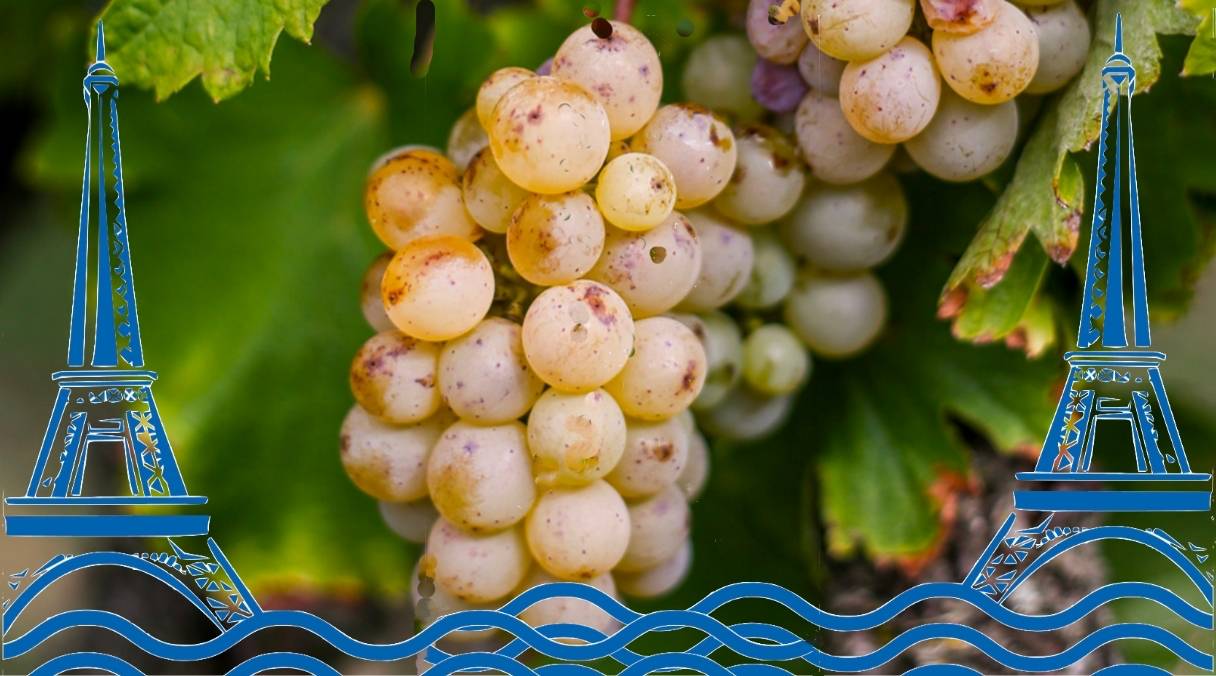 Vouvray en Seine, la montée à Paris de l&rsquo;AOC de la Vallée de la Loire