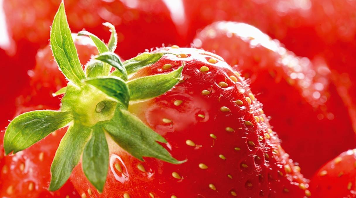 Fraise du Périgord IGP : le petit fruit rouge cueilli à maturité