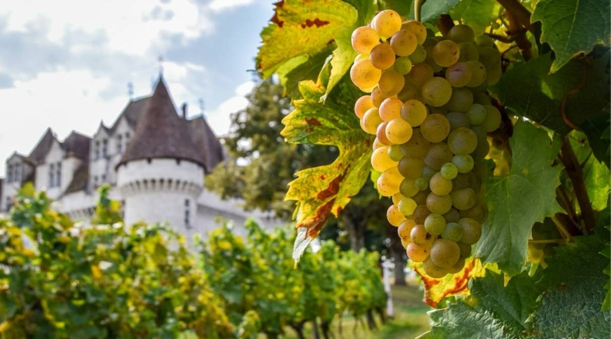 Appellation Bergerac Duras : la mosaïque de vignobles en Périgord